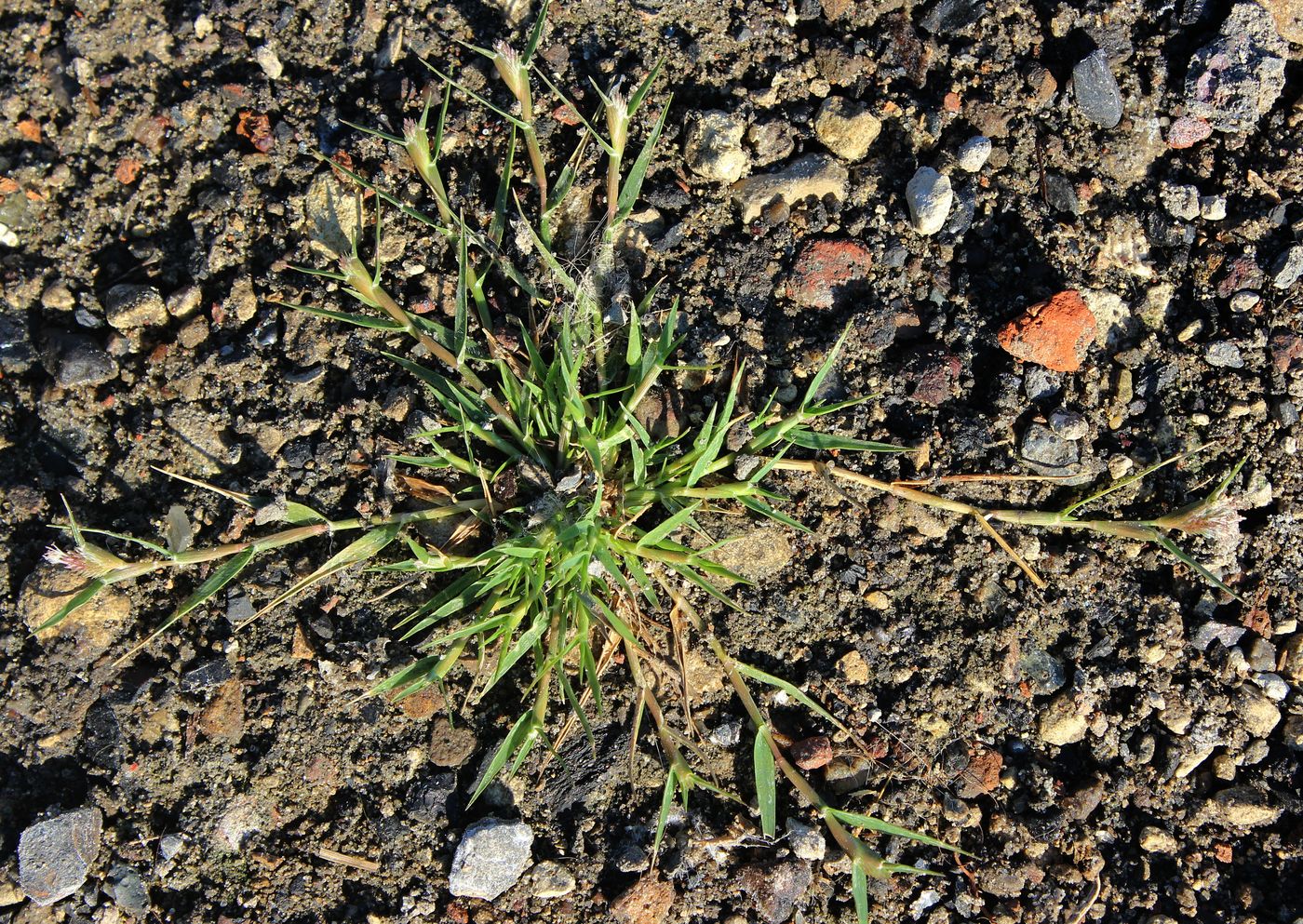 Изображение особи Crypsis schoenoides.