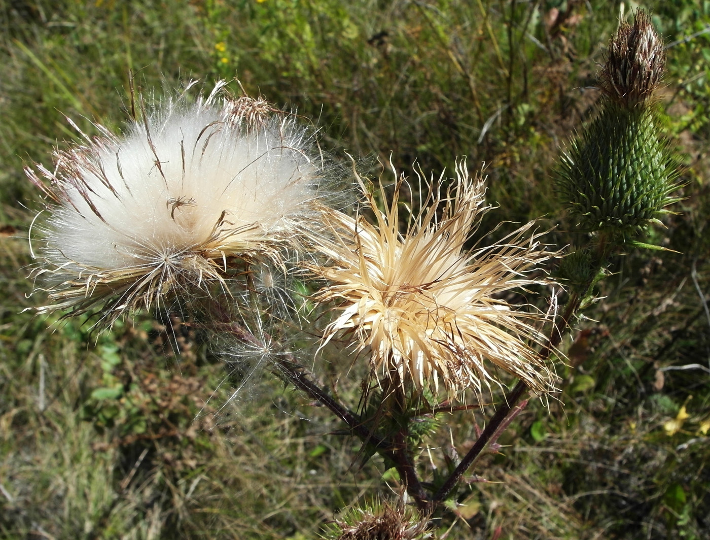Изображение особи Cirsium vulgare.