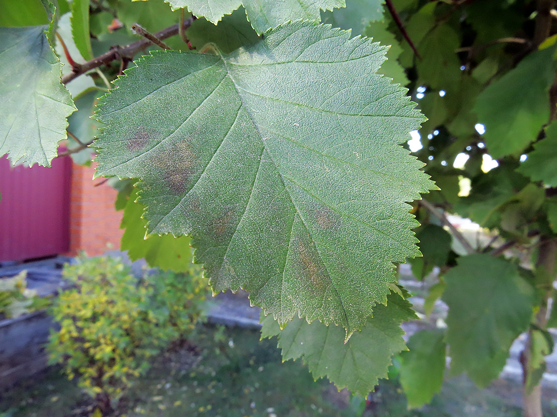 Image of Crataegus submollis specimen.