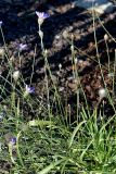 Catananche caerulea