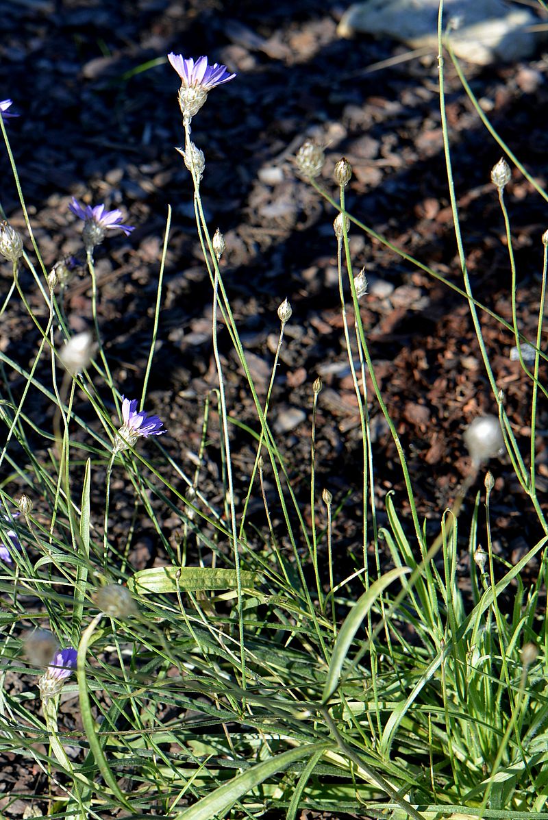 Image of Catananche caerulea specimen.