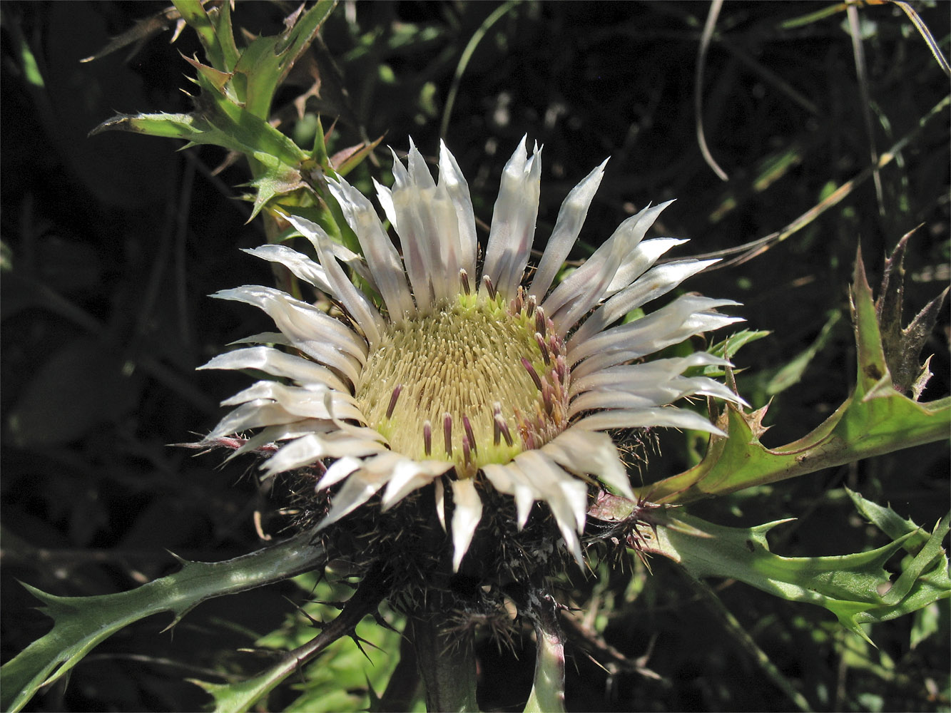 Изображение особи Carlina cirsioides.