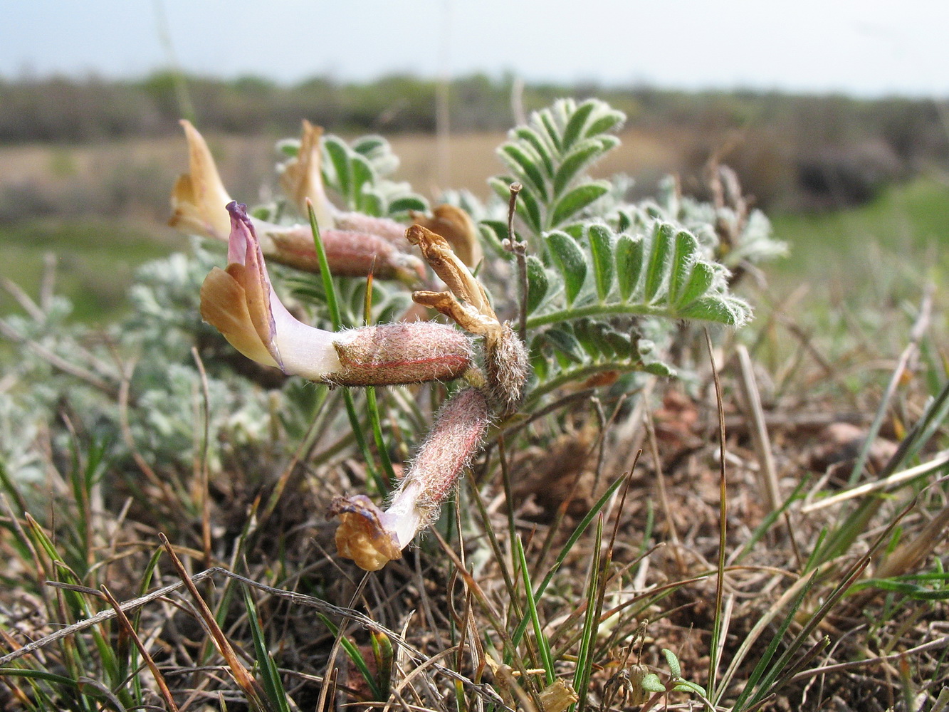 Изображение особи род Astragalus.