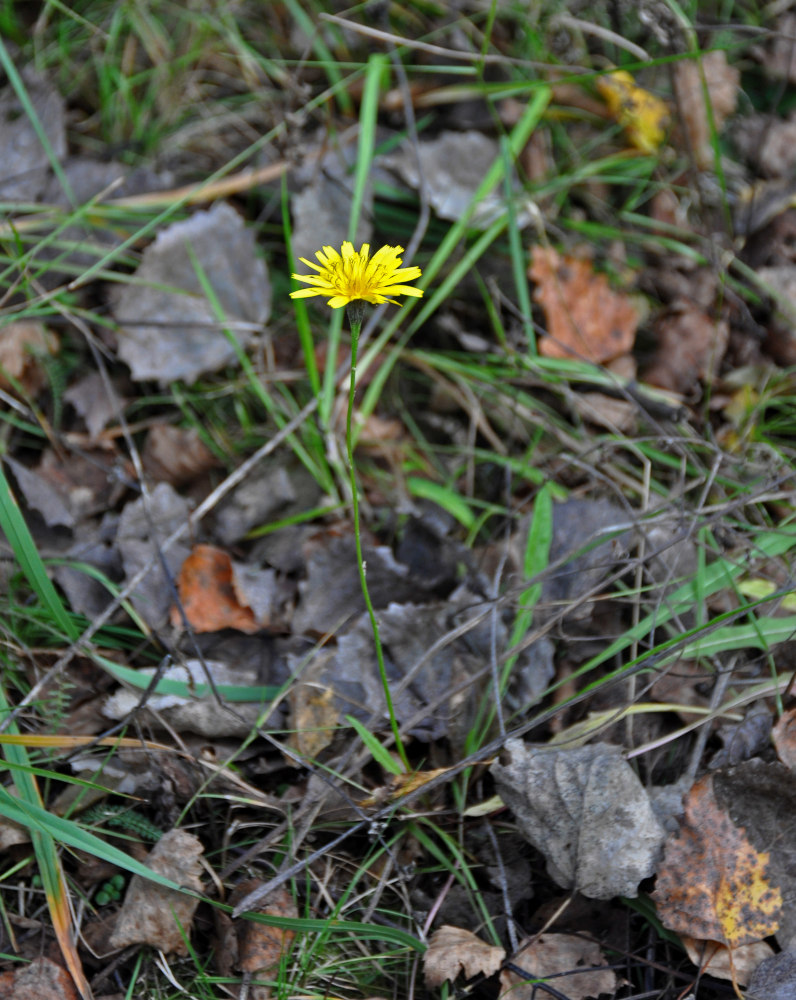 Image of Scorzoneroides autumnalis specimen.