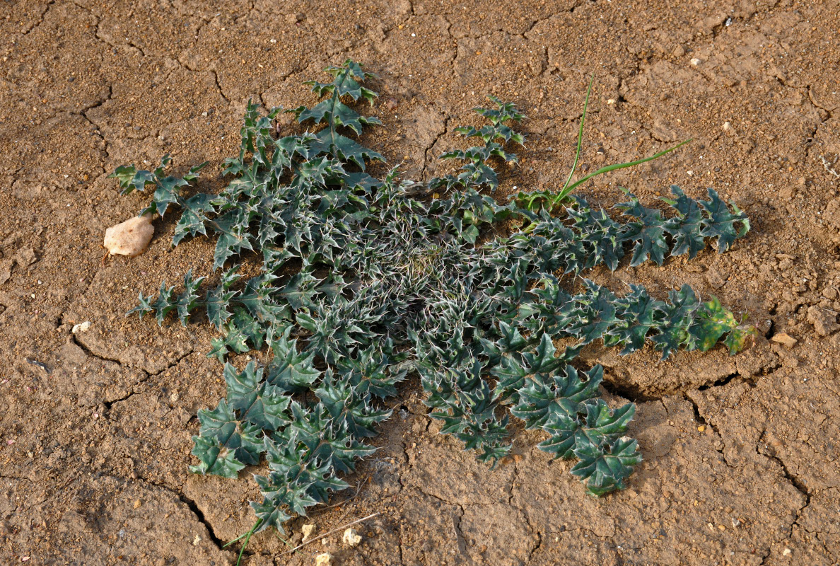 Image of genus Carduus specimen.