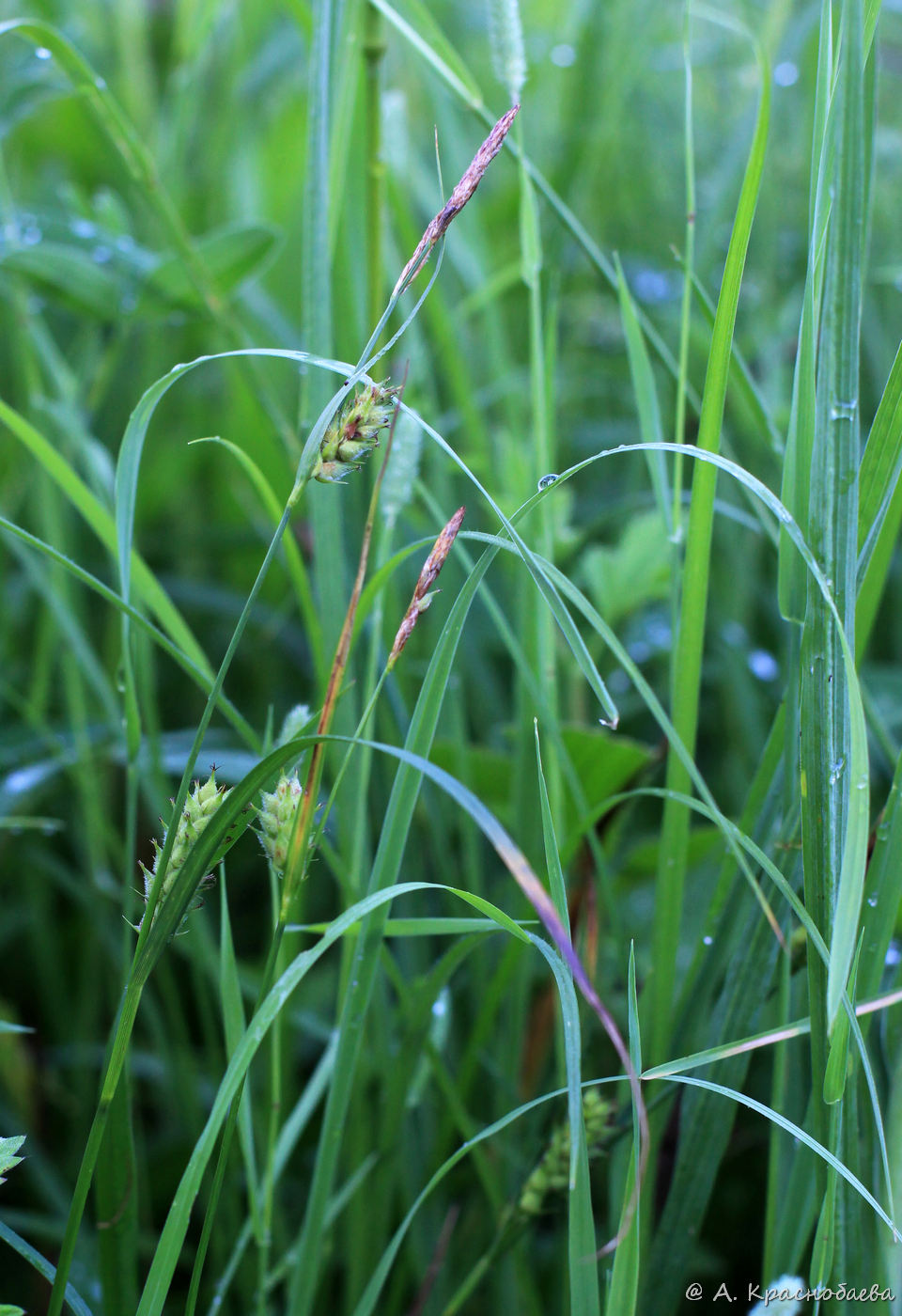 Изображение особи Carex hirta.