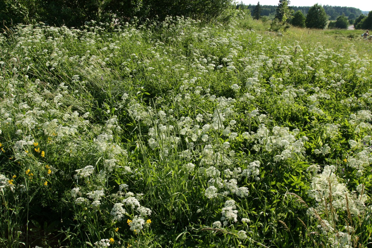 Image of Aegopodium podagraria specimen.