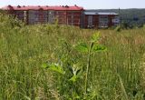 Heracleum sibiricum. Вегетирующее растение. Тульская обл., окраина пос. Дубна, суходольный луг. 28.06.2020.