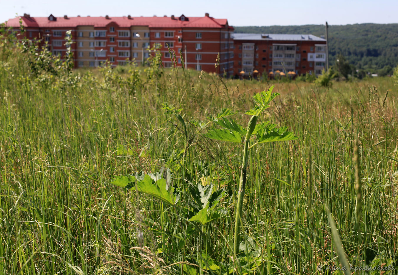 Изображение особи Heracleum sibiricum.