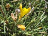 Genista acanthoclada. Верхушка побега с цветком. Греция, о. Родос, фригана севернее мыса Прасониси. 9 мая 2011 г.