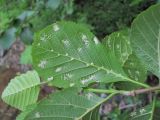 Alnus barbata