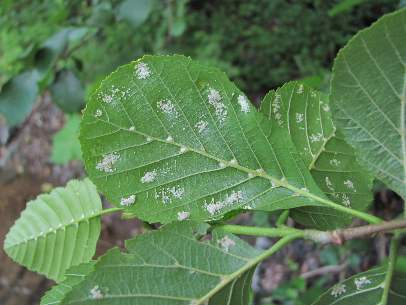 Image of Alnus barbata specimen.