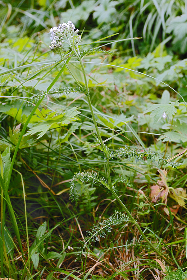 Image of genus Achillea specimen.