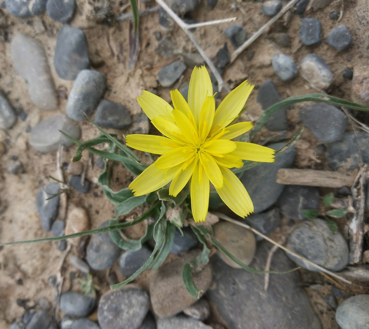 Image of Scorzonera circumflexa specimen.