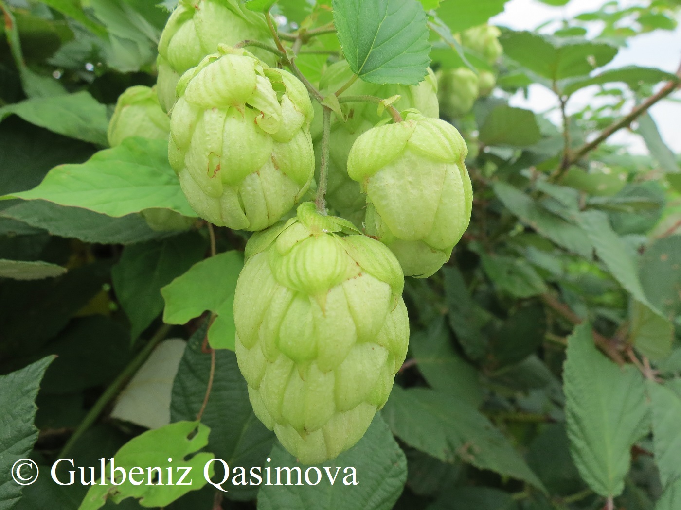 Image of genus Humulus specimen.