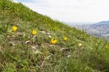 Tulipa australis. Цветущие растения. Краснодарский край, м/о г. Новороссийск, гора Семигорка, ≈ 400 м н.у.м., горный луг 24.04.2021.