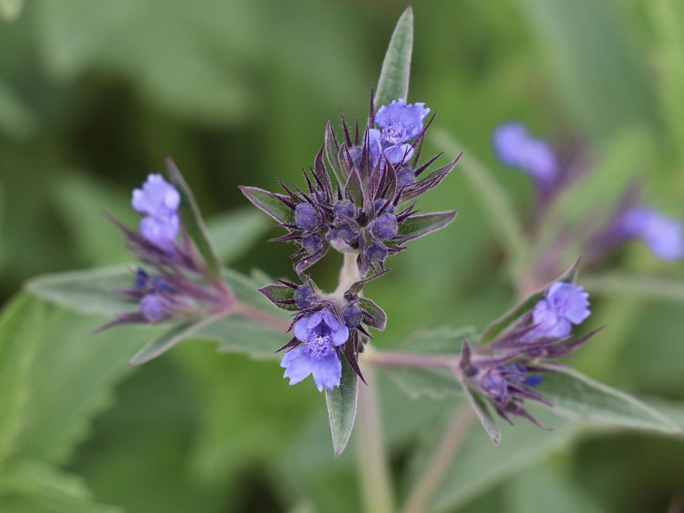 Image of Nepeta ucranica specimen.