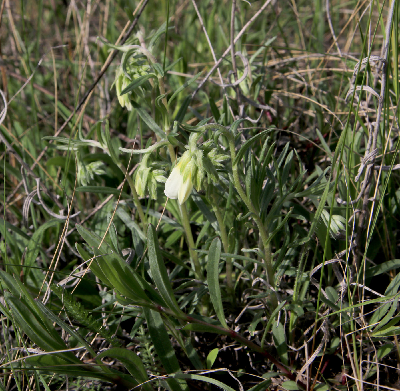 Image of Onosma simplicissima specimen.