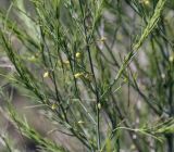 Asparagus officinalis