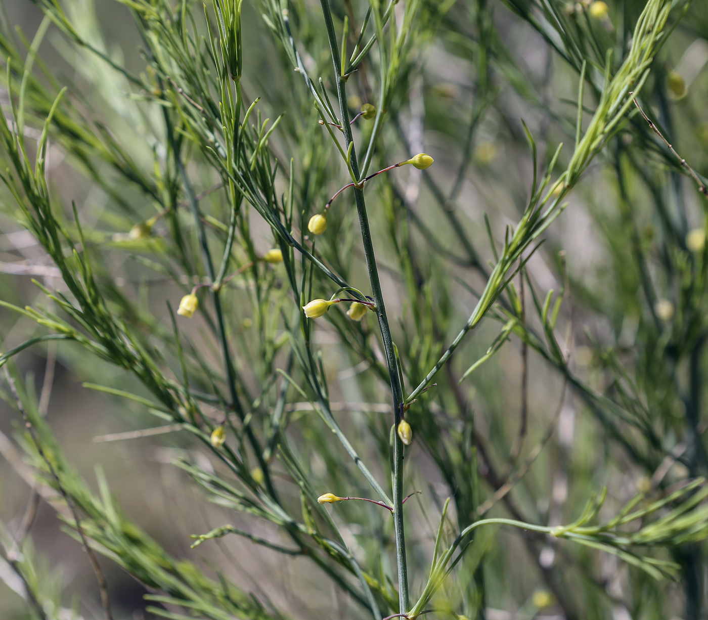 Image of Asparagus officinalis specimen.