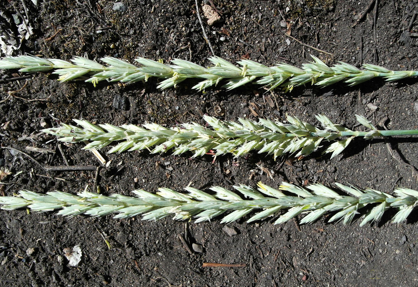 Image of genus Leymus specimen.