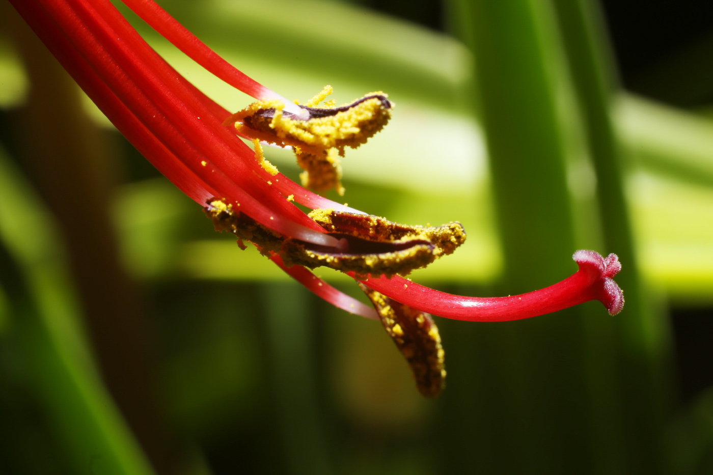 Image of Sprekelia formosissima specimen.