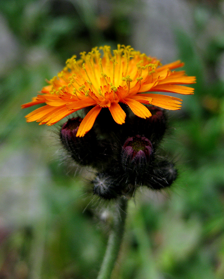 Изображение особи Pilosella aurantiaca.