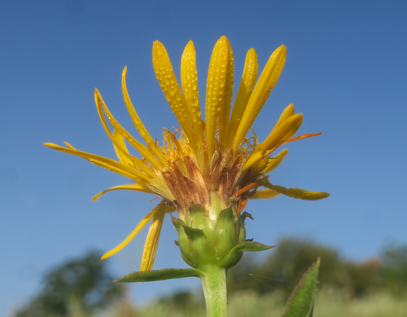 Изображение особи Inula aspera.