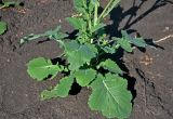 Brassica napus