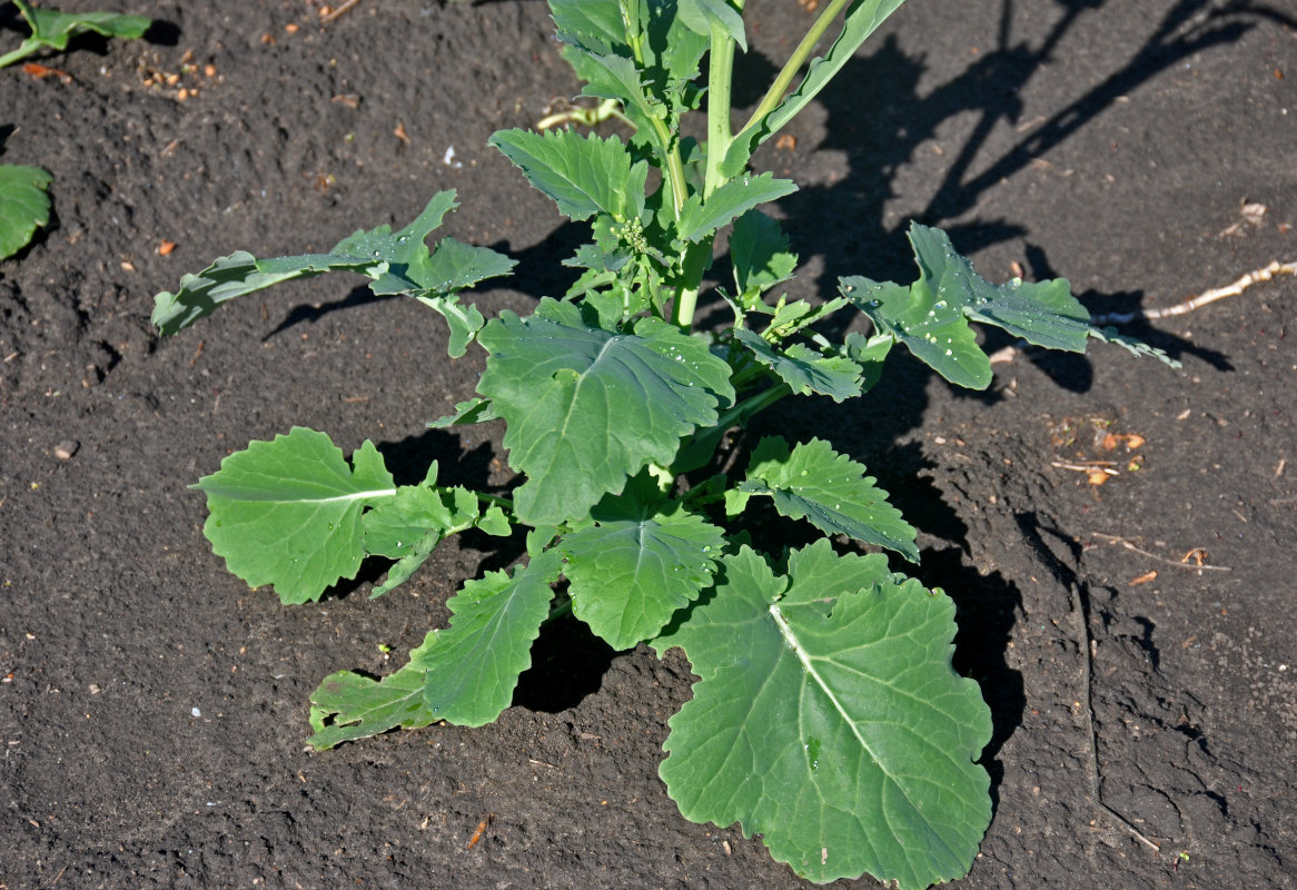 Image of Brassica napus specimen.