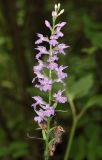 Dactylorhiza saccifera