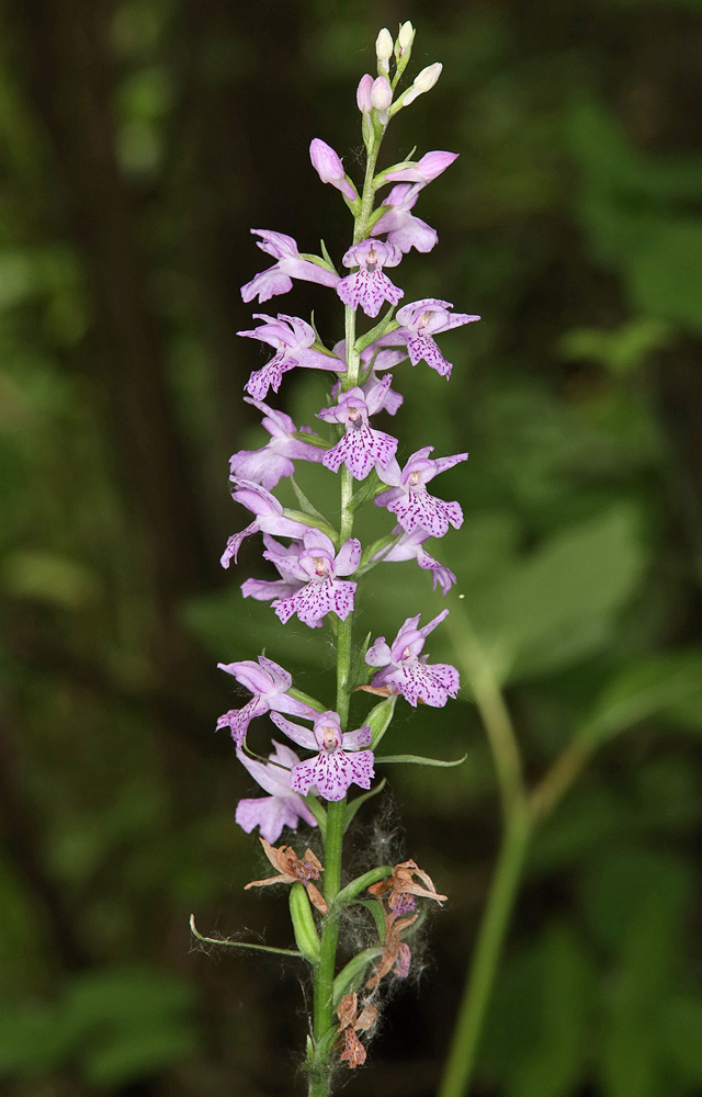 Изображение особи Dactylorhiza saccifera.