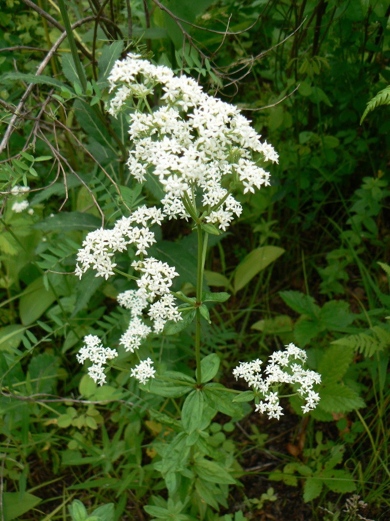 Image of Galium boreale specimen.