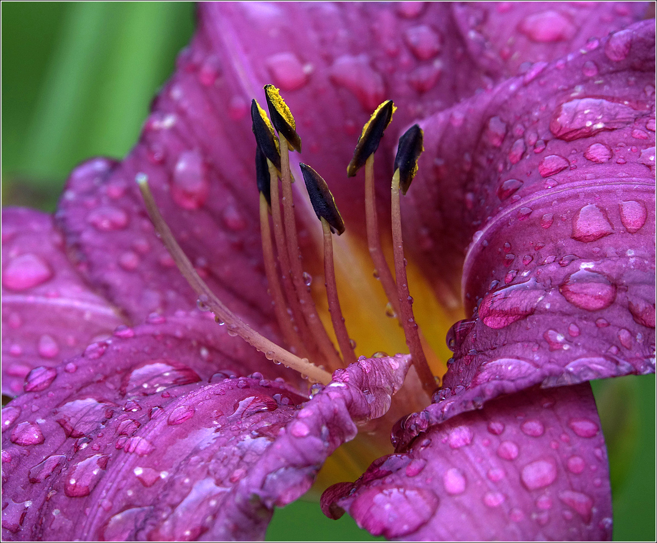 Image of Hemerocallis &times; hybrida specimen.