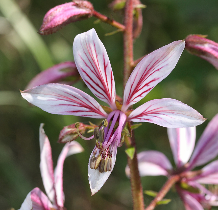 Изображение особи Dictamnus caucasicus.