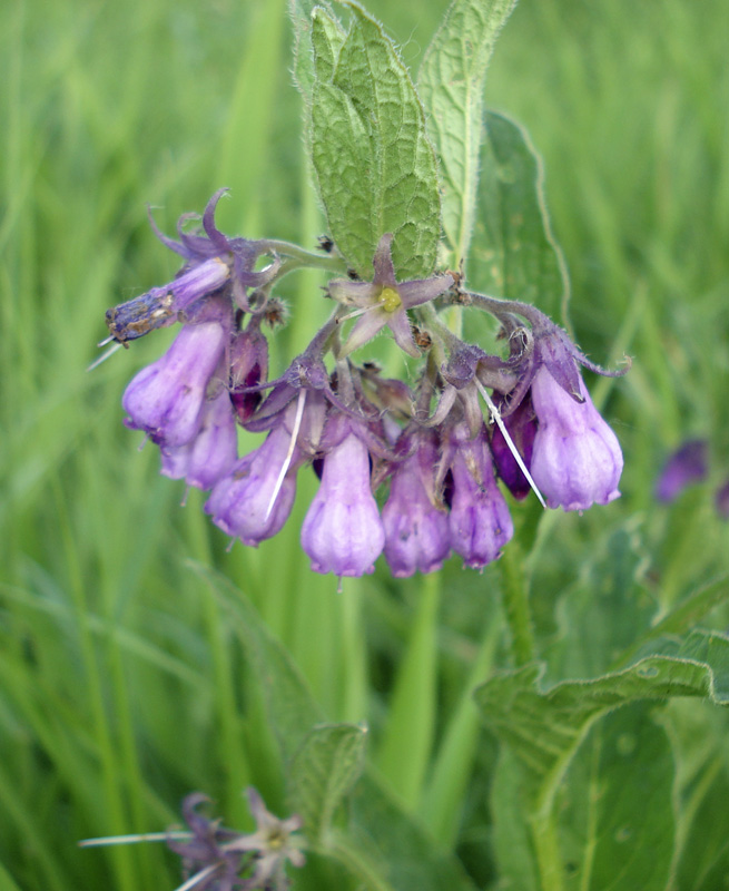 Изображение особи Symphytum officinale.