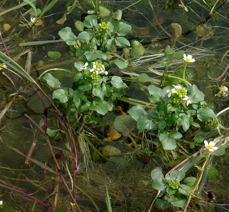 Image of Nasturtium officinale specimen.