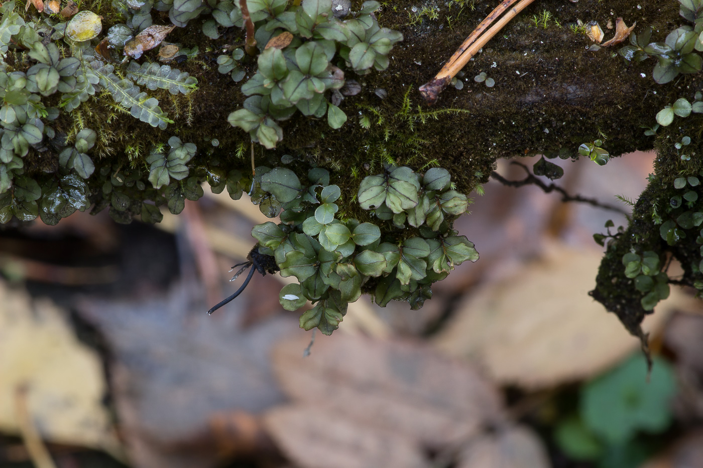 Image of genus Rhizomnium specimen.