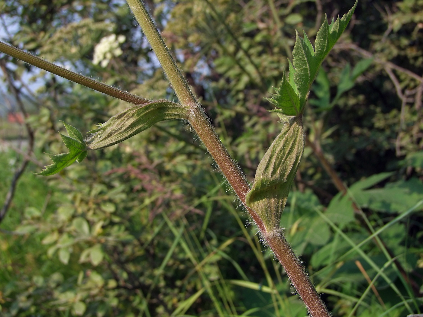 Изображение особи Heracleum dissectum.