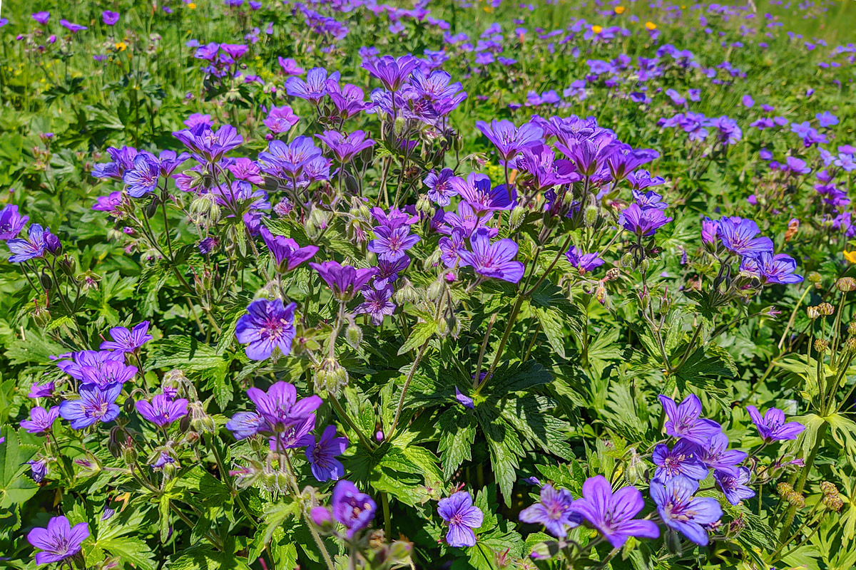 Изображение особи Geranium sylvaticum.