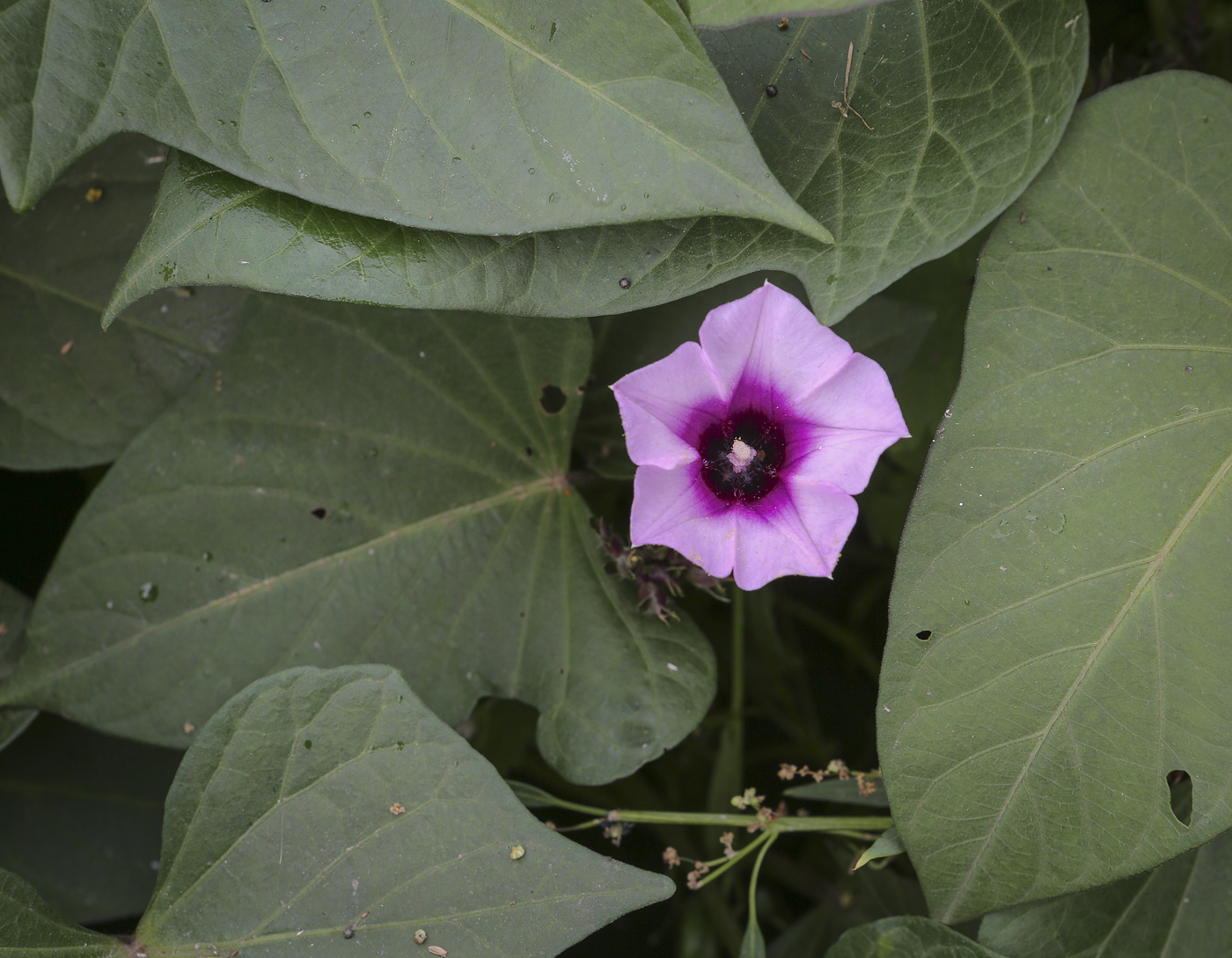 Изображение особи Ipomoea batatas.