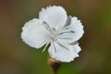 Dianthus cretaceus. Цветок. Республика Северная Осетия-Алания, Ирафский р-н, Большой Кавказ, восточный склон хр. Стурфарс, у тропы подъёма на пер. Дунта, ≈ 2140 м н.у.м., субальпийский луг. 06.07.2021.