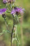 genus Centaurea. Верхушка побега с соцветием и кормящемся на нём жуком. Кабардино-Балкария, Чегемский р-н, окр. пер. Актопрак, субальпийский луг. 06.08.2021.