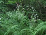 Chaerophyllum bulbosum