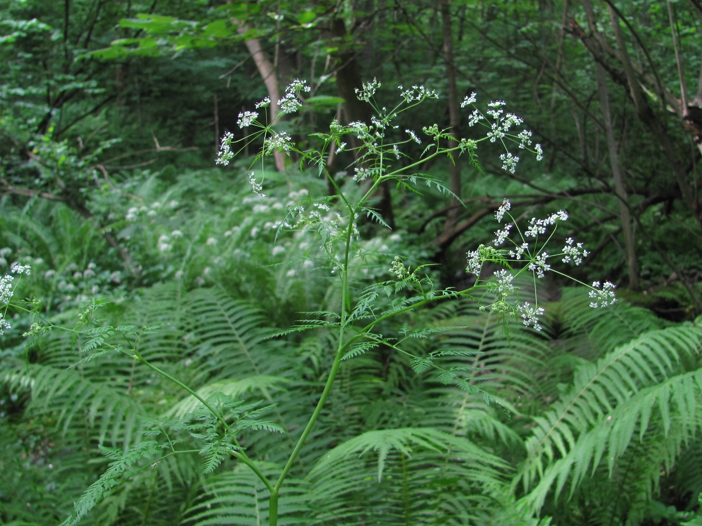 Image of Chaerophyllum bulbosum specimen.