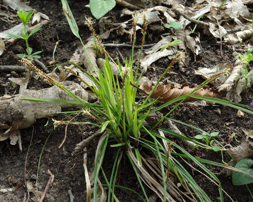 Image of Carex digitata specimen.