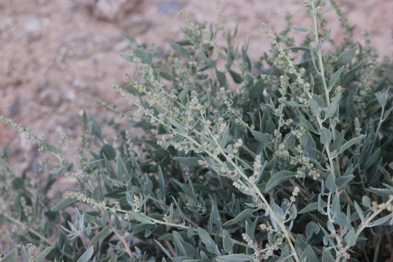 Image of Chenopodium frutescens specimen.