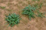 Phlomis pungens