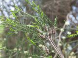 Callistemon pityoides. Верхушка веточки с соплодиями. Краснодарский край, г. Сочи, парк \"Дендрарий\", северо-западная окраина парка, рядом с Гротом, в культуре. 11.05.2021.