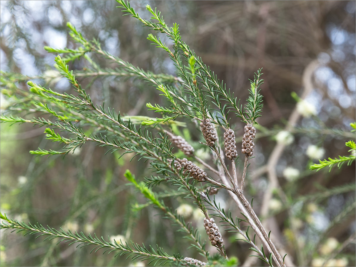 Image of Callistemon pityoides specimen.